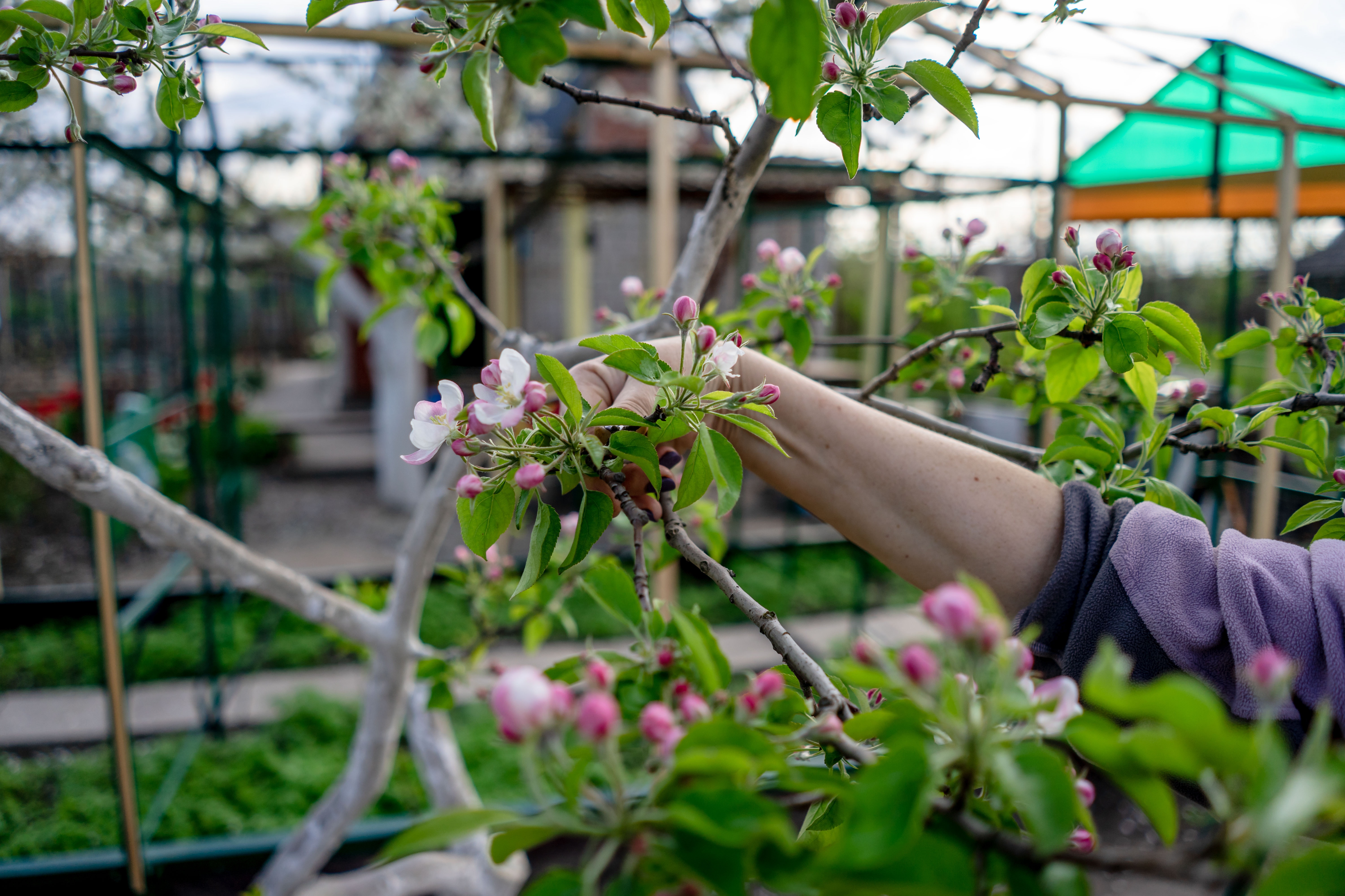 Curs de poda de fruiters i oliveres