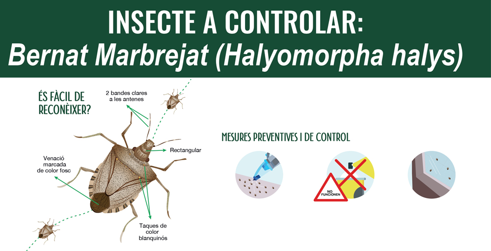 Control de la plaga de l'insecte bernat marró marbrejat