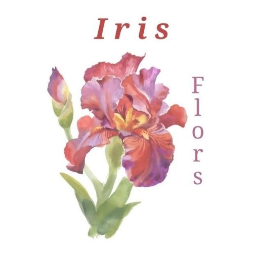 Flors Iris