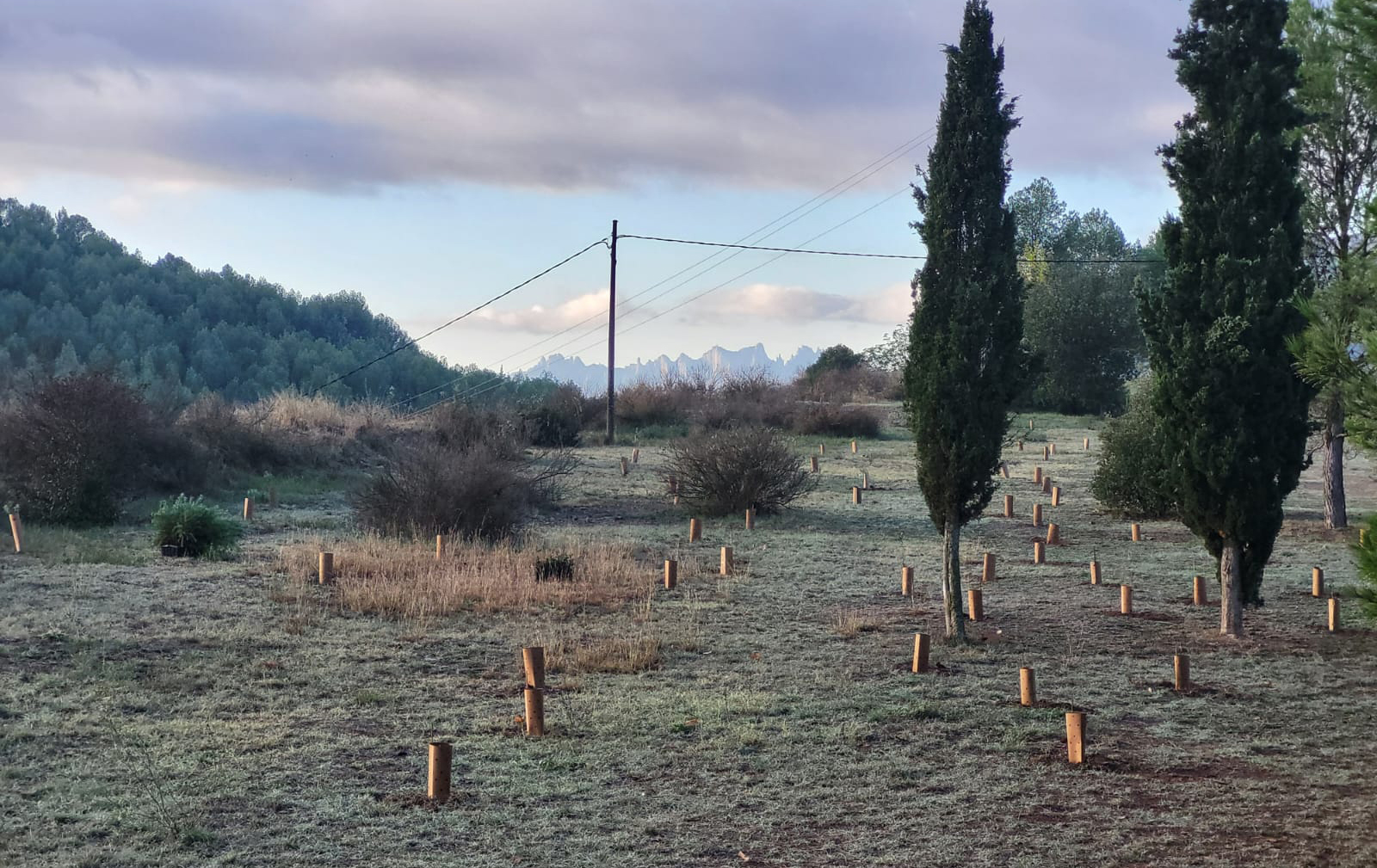 Plantada d'arbres a Sallent (octubre 2023)